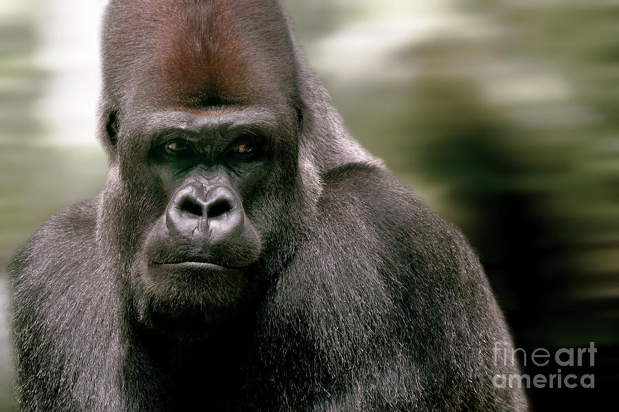 The Gorilla Photograph by Christine Sponchia
