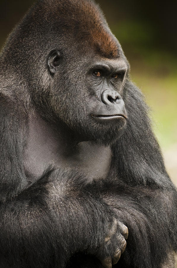 [Image: the-gorilla-look-chad-davis.jpg]