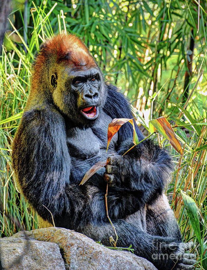 The Gorilla Photograph by Savannah Gibbs
