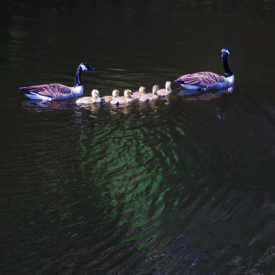 The Goslings on the River Photograph by David Patterson