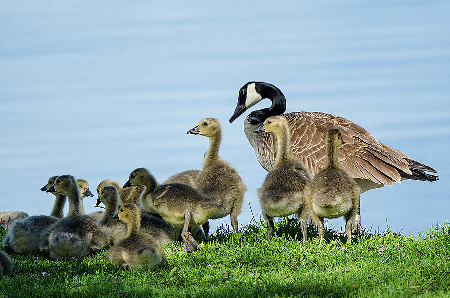 The Goslings Photograph by Susan McMenamin