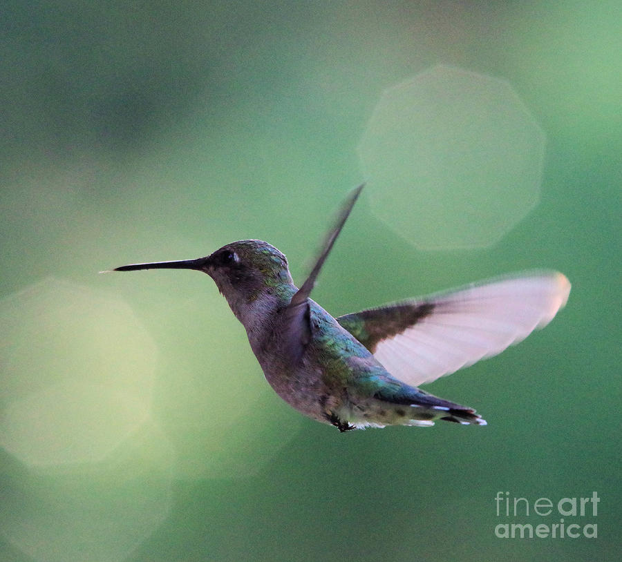 Hummingbird Photograph - The grace of a humminbird by Jeff Swan