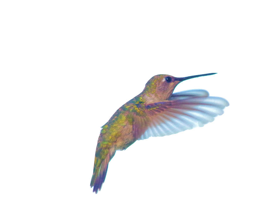 The Grace Of A Hummingbird Photograph