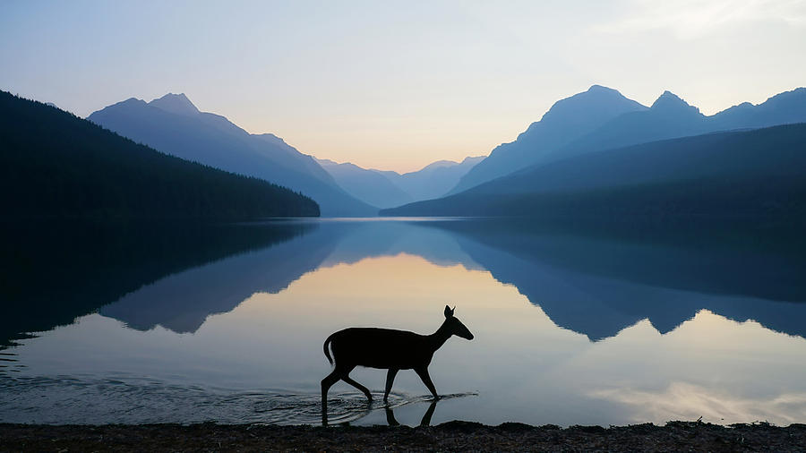 Glacier National Park Photograph - The Grace of Wild Things by Dustin  LeFevre