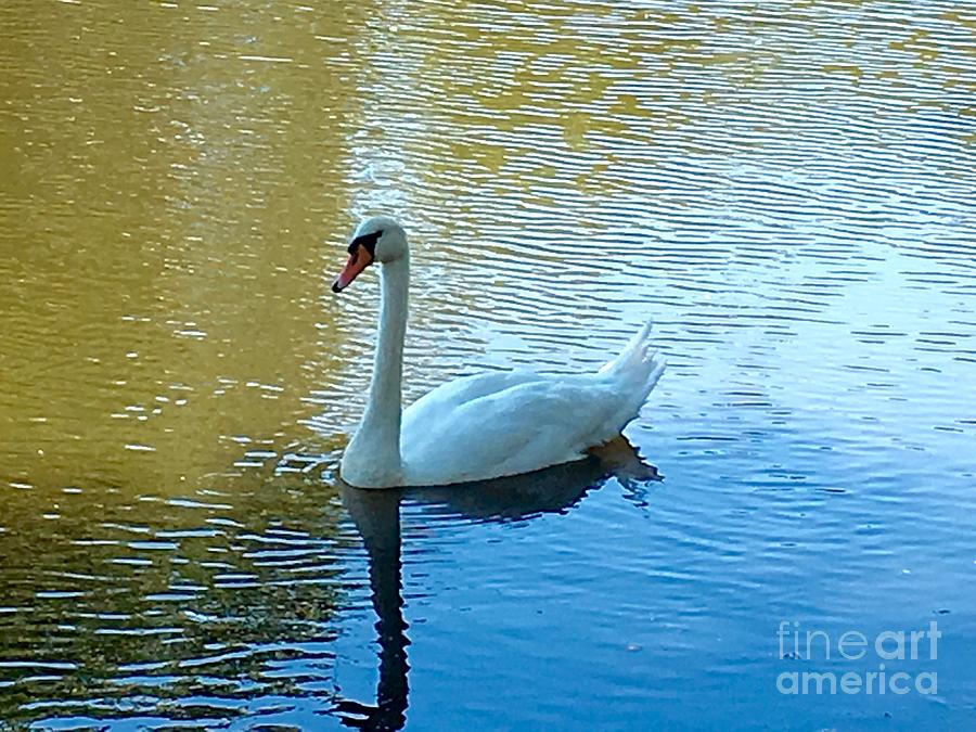 Swan Photograph - The Graceful Swan by Christy Gendalia
