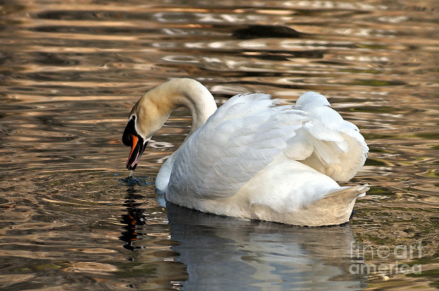 Swan Photograph - The Graceful Swan  by Lydia Holly