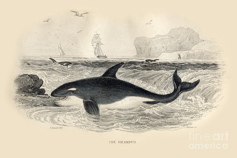 London Photograph - The Grampus AKA Orca By J. Stewart Del 1837 by Monterey County Historical Society