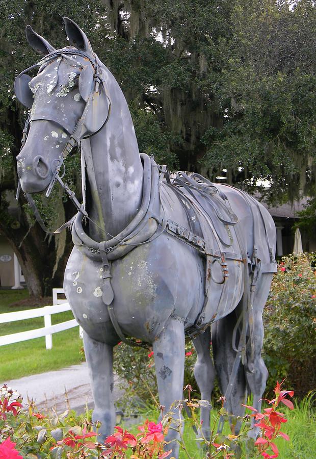Horse at the Grand Oaks Resort Photograph by Warren Thompson