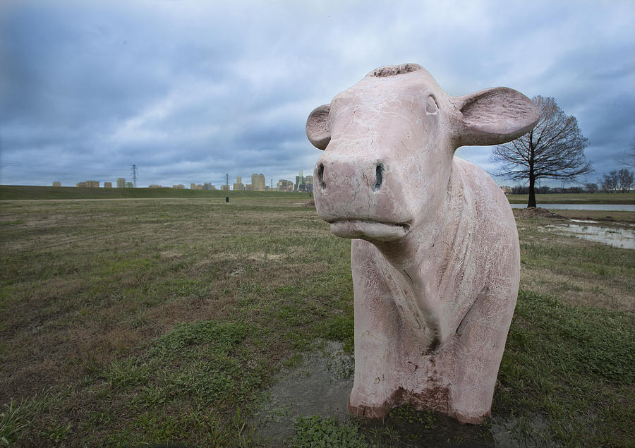 The Granite Cow Photograph by Greg Kopriva