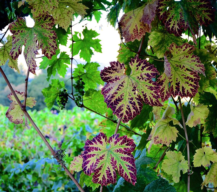 The Grape Vine Photograph by Corinne Rhode