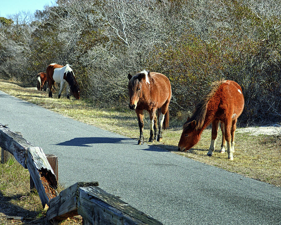 The Grass Is Always Greener by Assateague Pony Photography The Grass Is Always Greener by Assateague Pony Photography