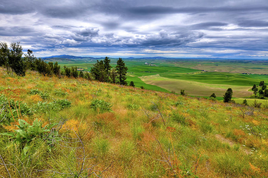 The Grasses of Kamiak Butte Photograph by David Patterson