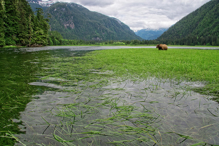 The Grass of the Khutzeymateen Photograph by Bill Cubitt