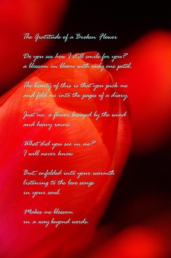 The Gratitude Of A Broken Flower Photograph by Jeff Swan Pixels