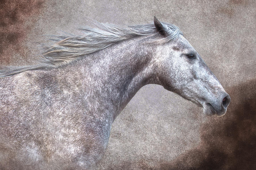 Horse Photograph - The Gray by Ron  McGinnis