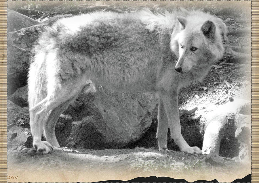 The Gray Wolf Photograph by Debra     Vatalaro