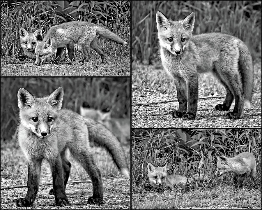 The Great Adventure - Fox Kits Collage bw Photograph by Steve Harrington