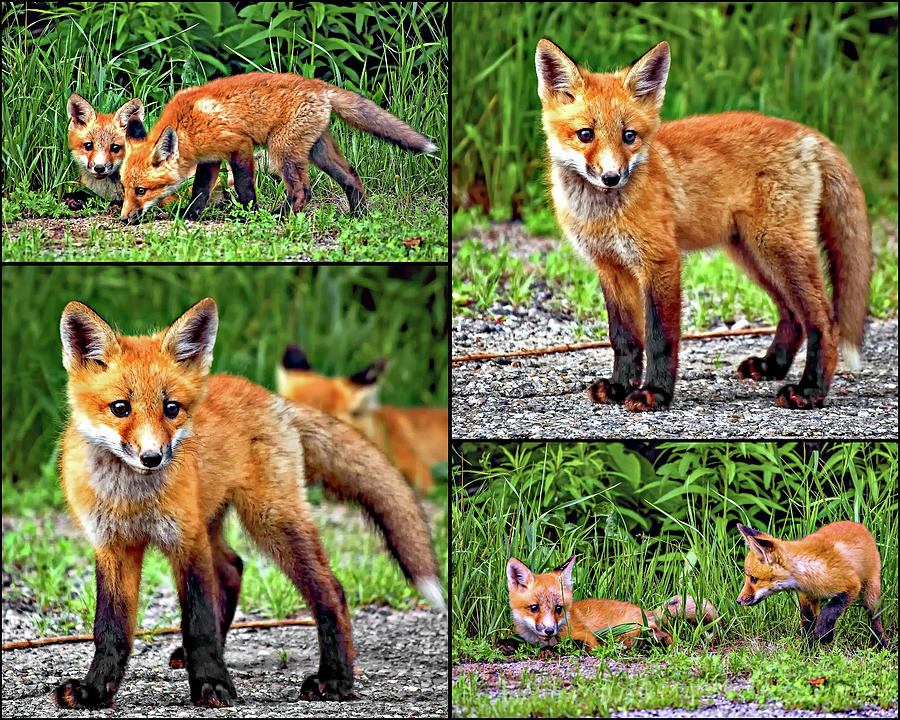 The Great Adventure - Fox Kits Collage Photograph by Steve Harrington