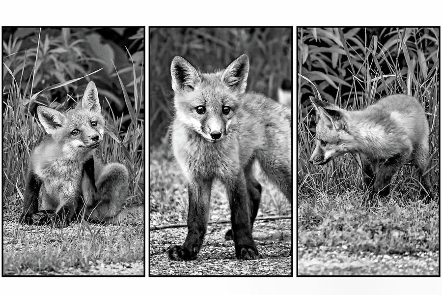 The Great Adventure - Fox Kits Triptych bw Photograph by Steve Harrington
