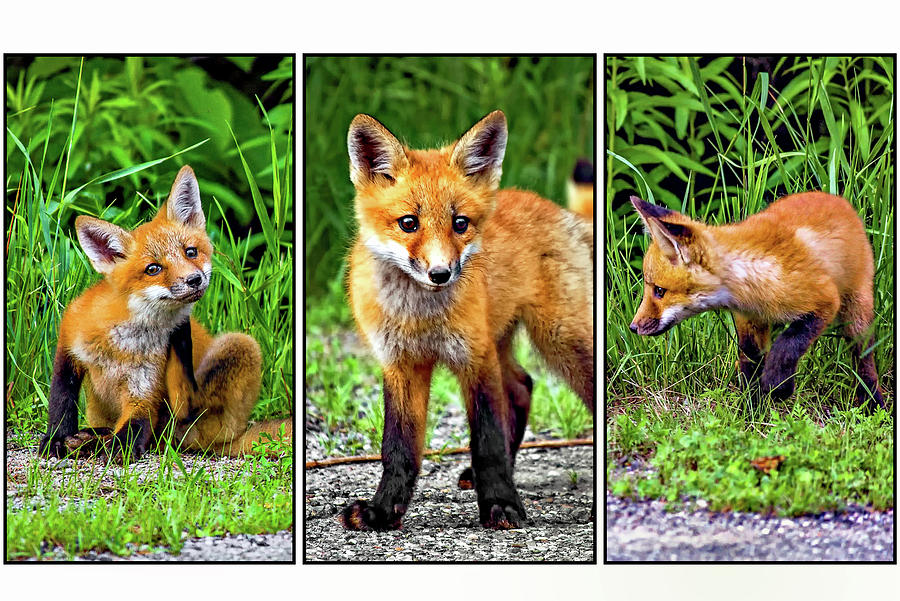 The Great Adventure - Fox Kits Triptych Photograph by Steve Harrington