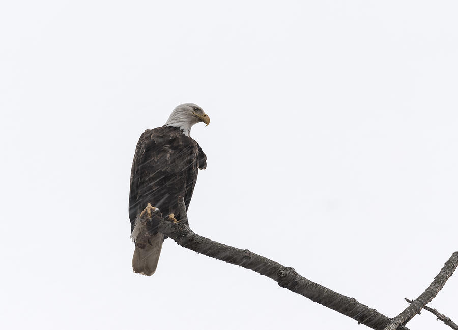 Eagle Photograph - The Great American Bald Eagle 2016-12 by Thomas Young