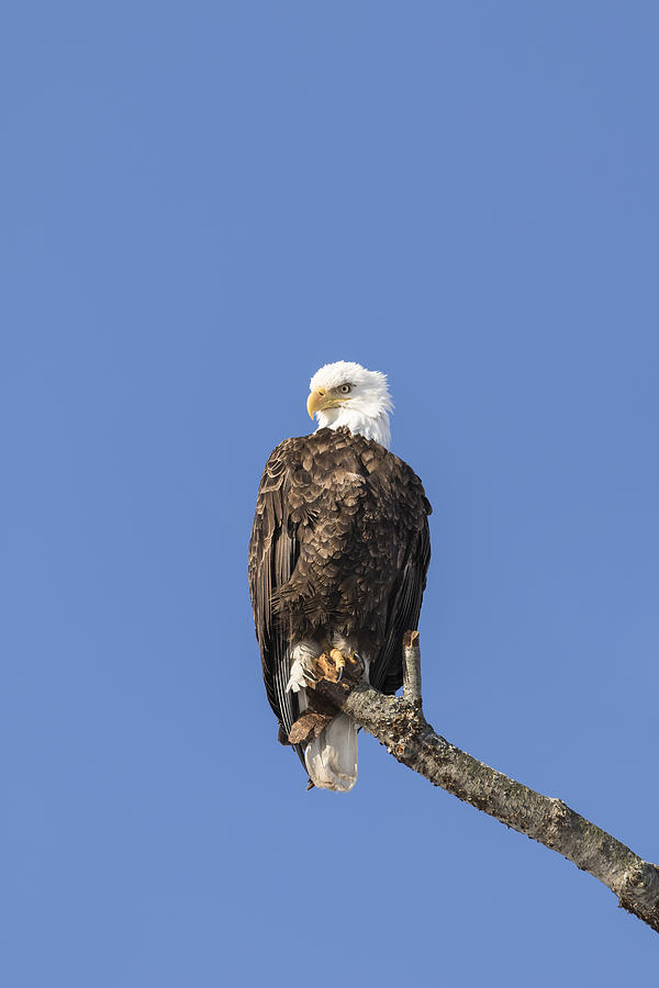 The Great American Bald Eagle 2016-13 Photograph by Thomas Young