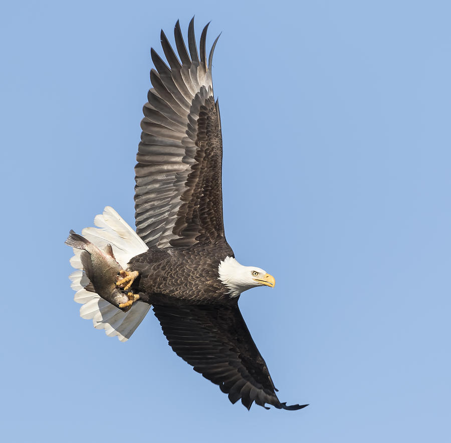 The Great American Bald Eagle 2016-4 Photograph by Thomas Young