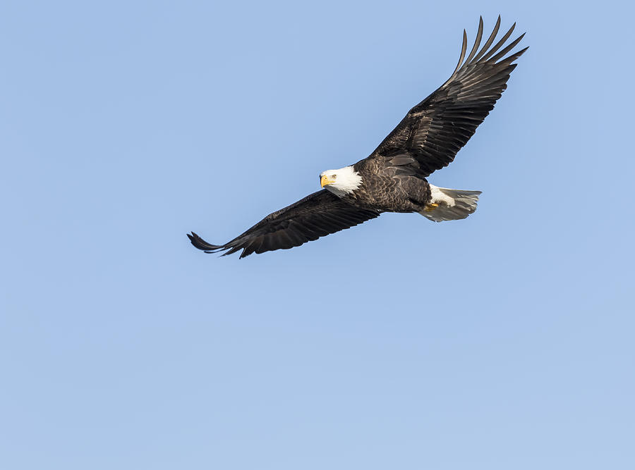 The Great American Bald Eagle 2016-5 Photograph by Thomas Young