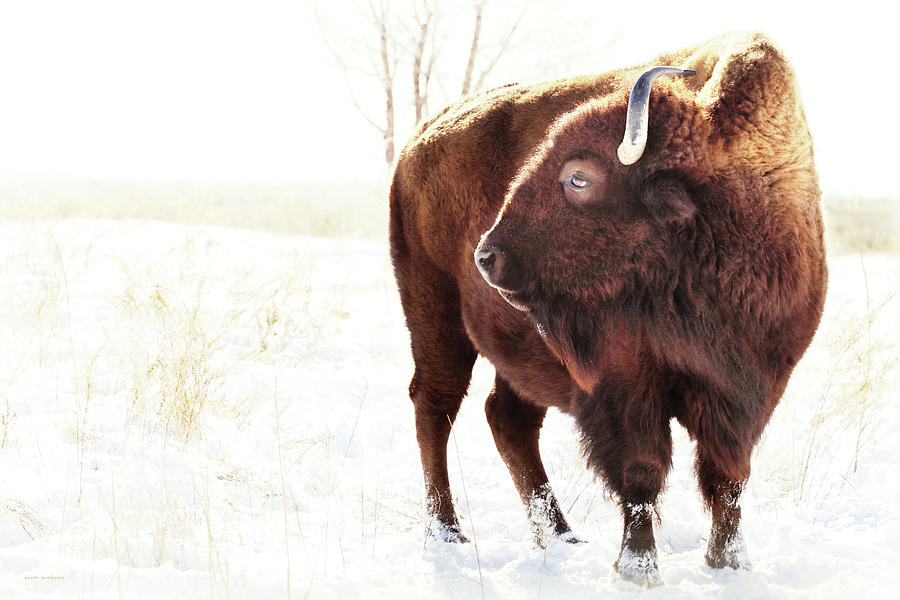 The Great American Bison Photograph by Brian Gustafson