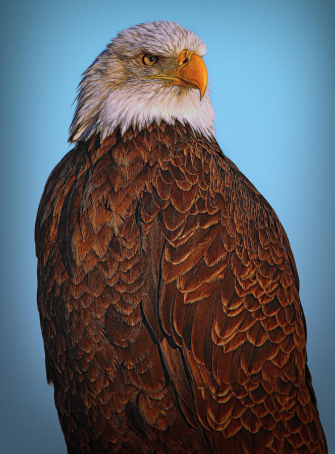 The Great Bald Eagle Photograph by Debra and Dave Vanderlaan