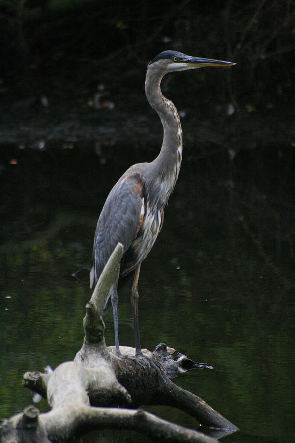 The Great Blue Heron Photograph by Christopher J Kirby