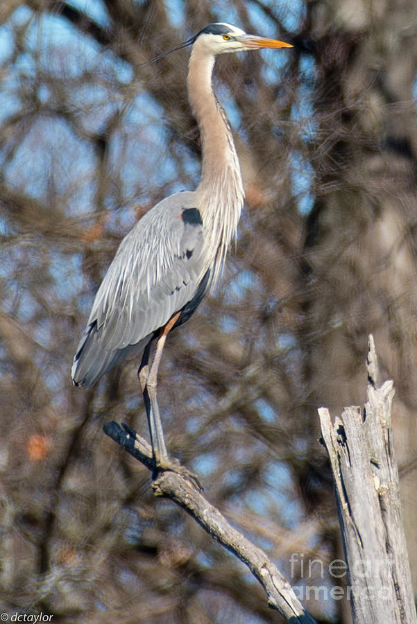 The Great Blue Heron Photograph by David Taylor