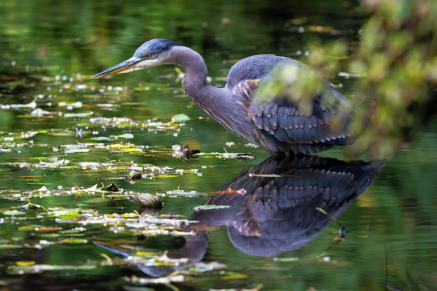 The Great Blue Heron Hunting for Food Photograph by David Gn
