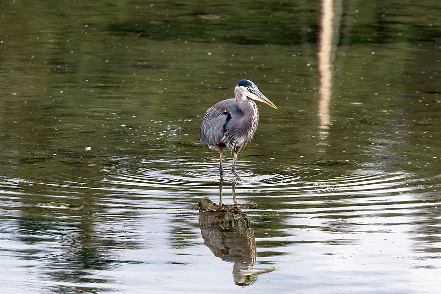 The Great Blue Heron in the Water at Marina Photograph by David Gn