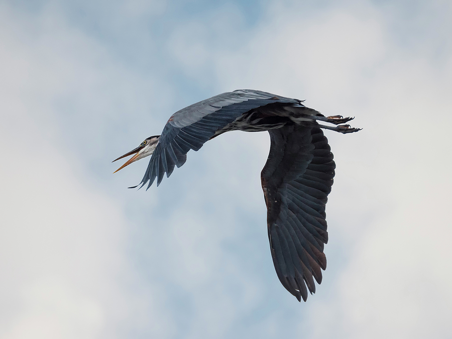 The Great Blue Heron Photograph by Loree Johnson