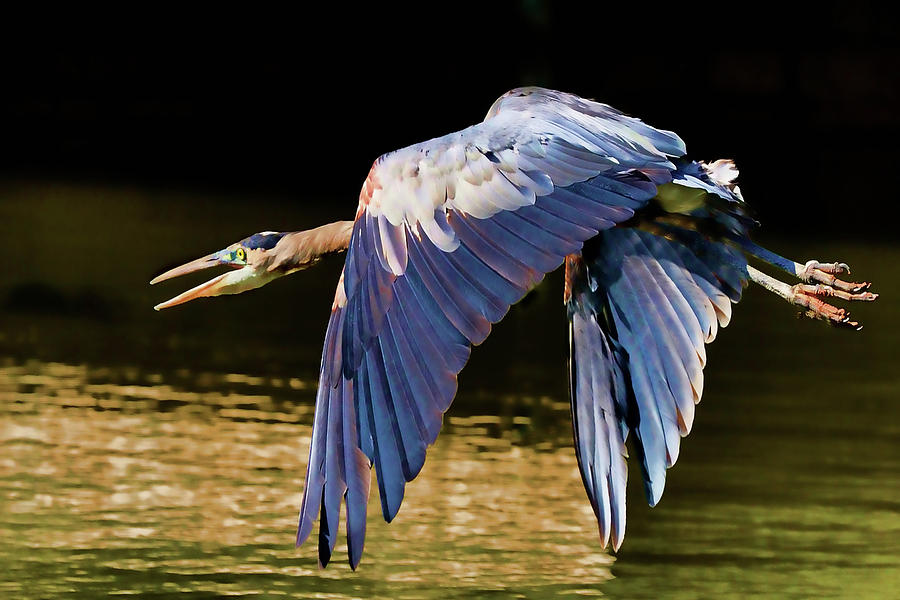 Bird Photograph - The Great Blue Heron by Michael Body