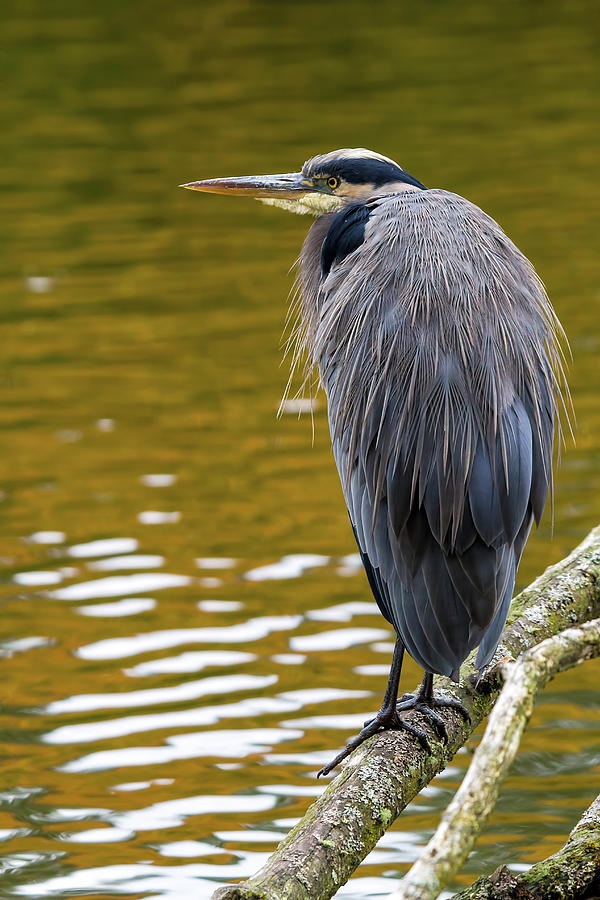 The Great Blue Heron perched on a tree branch Photograph by David Gn