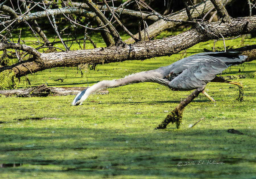 The Great Blue Heron Stretch Photograph by Ed Peterson