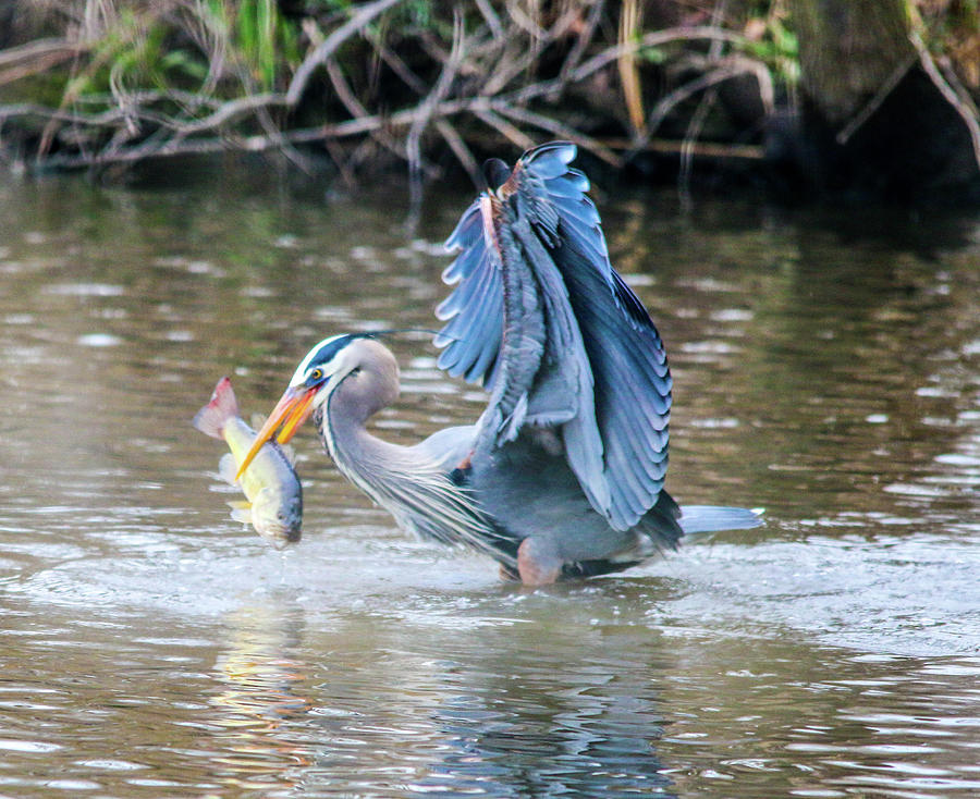 The Great Blue Heron Photograph by William E Rogers | Fine Art America