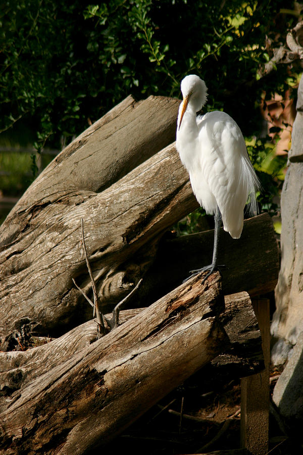 The Great Egret Photograph by Brad Scott