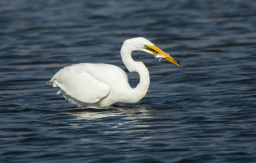 The Great Egret Photograph by Elizabeth Waitinas