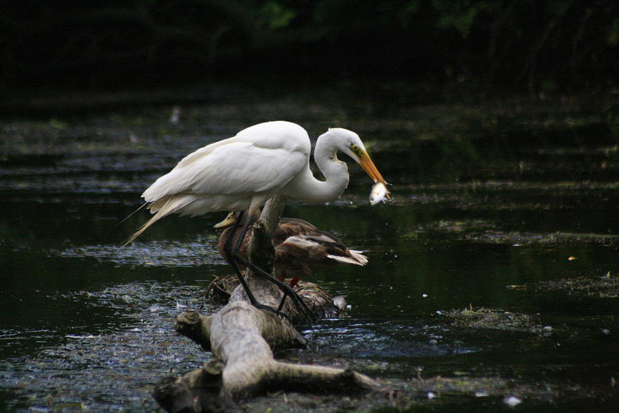 The Great Egret Fishing From Driftwood Photograph by Christopher J Kirby