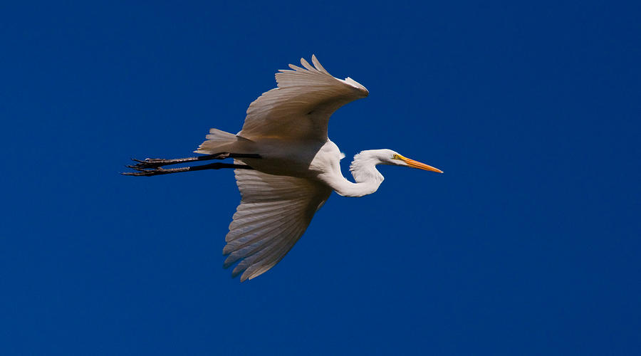 The Great Egret In Flight 2 Photograph By Tito Santiago - Fine Art America