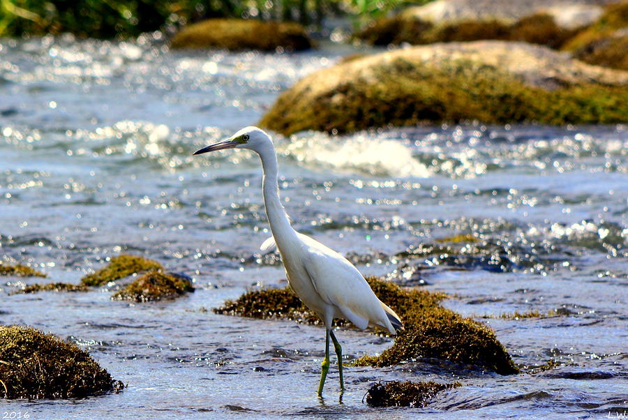 The Great Egret Photograph by Lisa Wooten