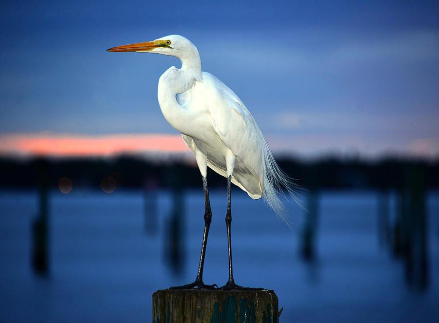 The Great Egret Portaiture Photograph by David Lee Thompson