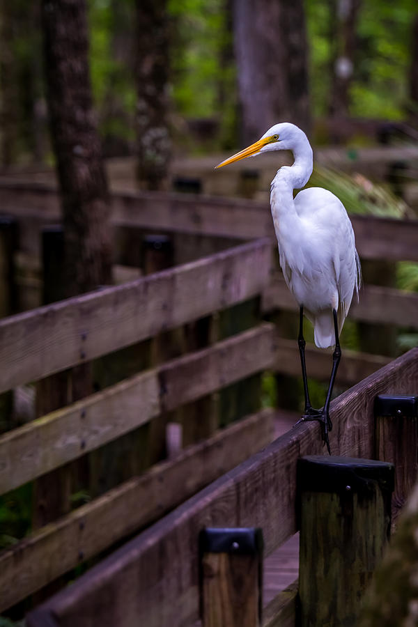 The Great Egret Photograph by Ron Pate