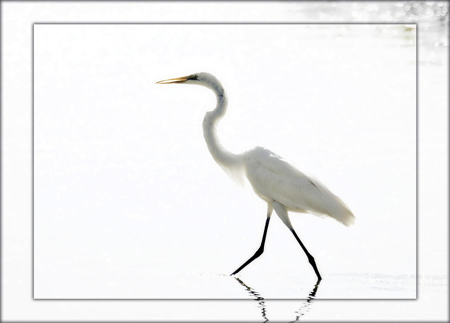 The Great Egret Photograph by Saija Lehtonen