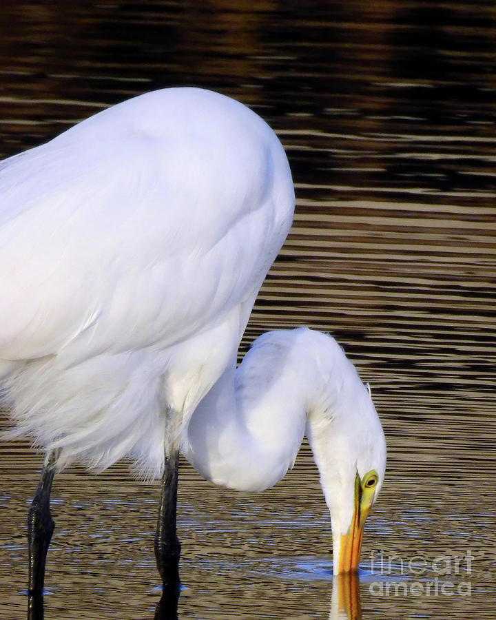 The Great Egret   Photograph by Scott Cameron