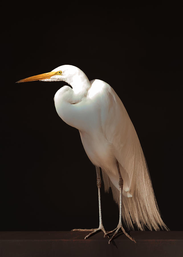 The Great Egret Photograph by Susan Rissi Tregoning