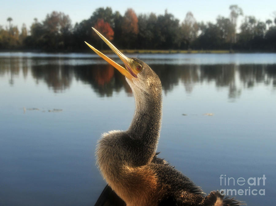Wildlife Photograph - The Great Golden Crested Anhinga by David Lee Thompson